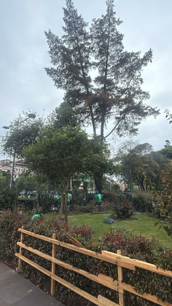 La Empresa Pública Municipal de Aseo de Cuenca -EMAC EP informa a la ciudadanía que se ejecutó el retiro técnico de un árbol de la especie ciprés, ubicado en el Parque de la Madre, luego de una evaluación realizada por el Departamento de Áreas Verdes, al determinarse que el ejemplar había perdido totalmente su vitalidad y representaba un riesgo potencial para los usuarios del espacio público.