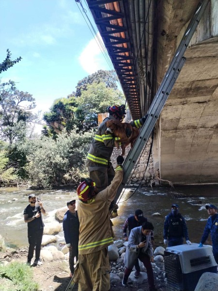 La Comisión de Gestión Ambiental, en coordinación con la Patrulla Canina y en articulación con Bomberos Cuenca, EMOV EP, Guardia Ciudadana, Desarrollo Social y la Fundación ARCA, ejecutó el rescate de tres mascotas en el sector de los Tres Puentes.
