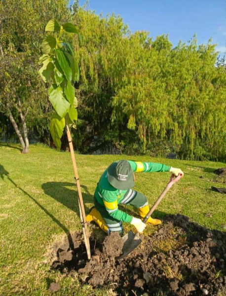 En varias publicaciones se ha señalado, de manera errónea y malintencionada, que la Empresa Pública Municipal de Aseo de Cuenca – EMAC EP no habría cumplido con la sentencia que dispuso la compensación ambiental por la tala de árboles en el sector Río Sol – Av. Pumapungo.