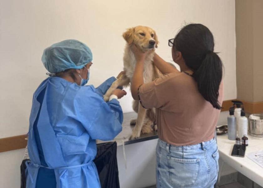 El Hospital Municipal de la Mascota consigue un logro significativo en su labor por el bienestar animal. Gracias a su programa constante de esterilización, miles de mascotas han sido beneficiadas, contribuyendo al control de la población animal y a la promoción de una tenencia responsable.