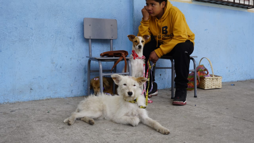 Paloma y Vaquita las canes rescatadas que devuelven su cuidado con amor  