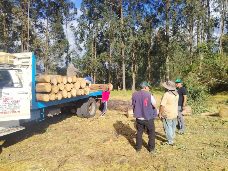 Ante una denuncia presentada por la ciudadanía, la Comisión de Gestión Ambiental (CGA) del Municipio de Cuenca desplegó una visita técnica inmediata en los alrededores de la Escuela del Milenio, en la parroquia Sayausí, donde se registró la tala de árboles de eucalipto sin la correspondiente autorización oficial. La acción responde al compromiso de la administración municipal con la vigilancia y protección del patrimonio natural del cantón Cuenca.